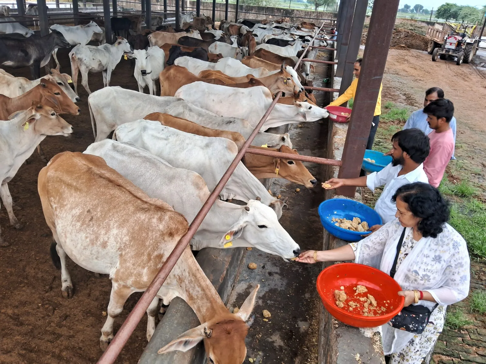 Rescued cows feeding