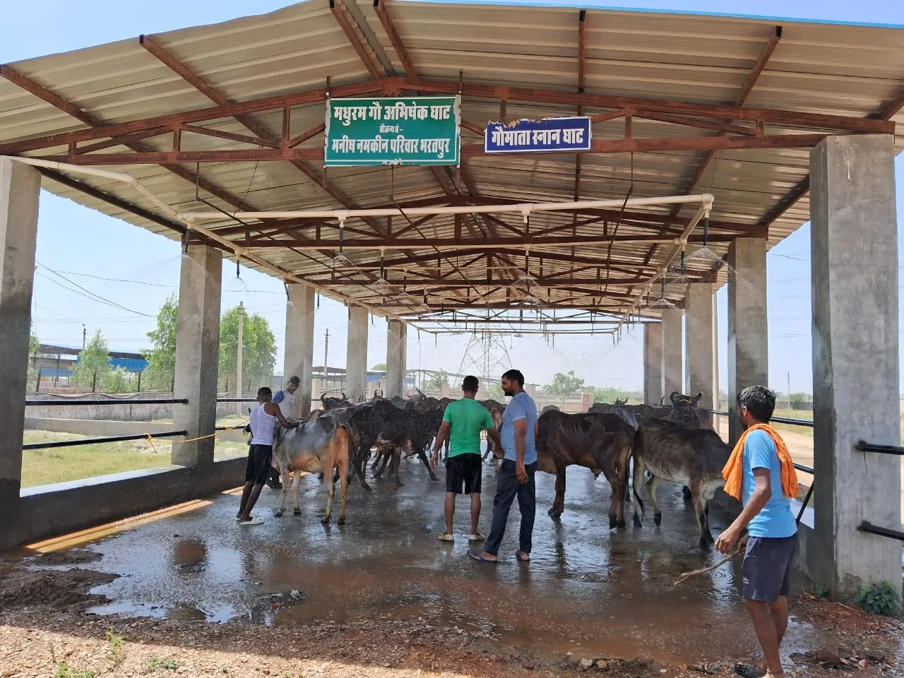 Cows at Gau Abhishek Ghat shower