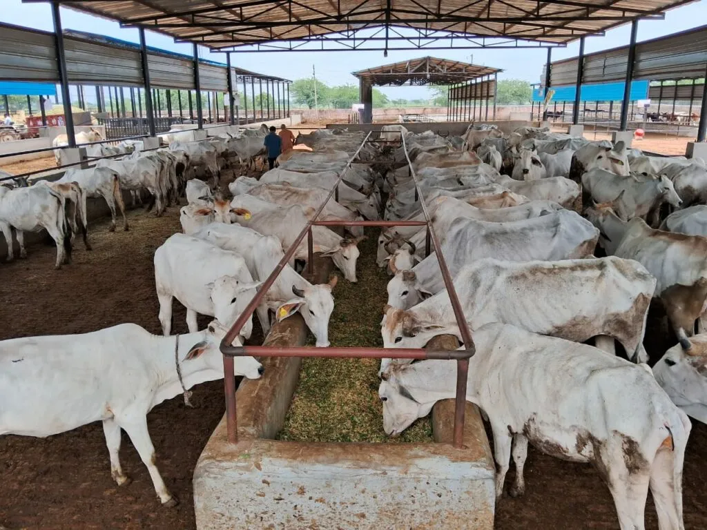 Lohagarh Gaushala cattle feeding