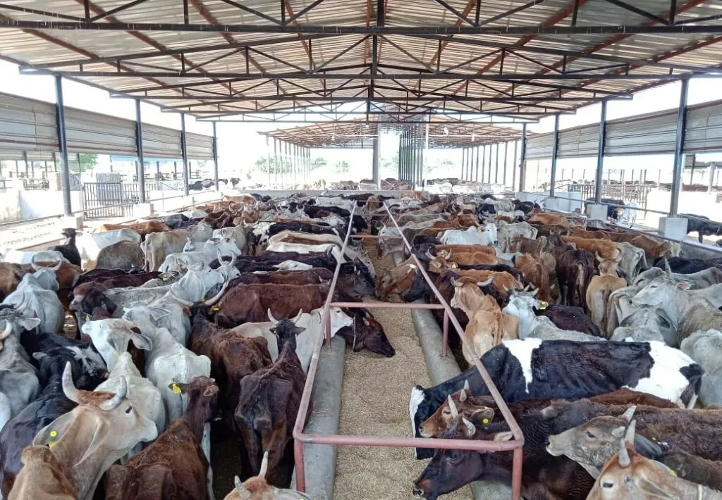 Lohagarh Gaushala cows shelter
