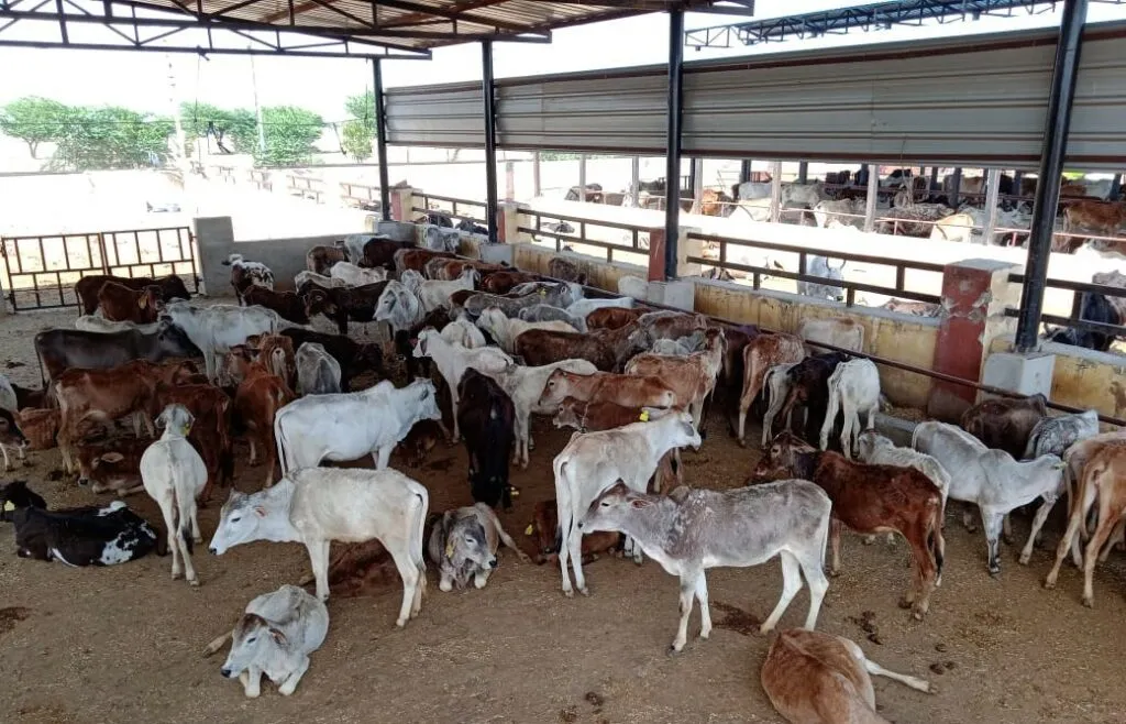 Lohagarh Gaushala cowshed structure